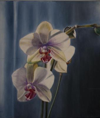 orchidee