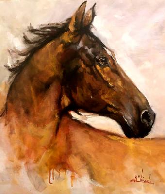 cavallo