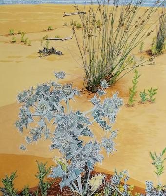 sand-dune-cardo-marittimo-e