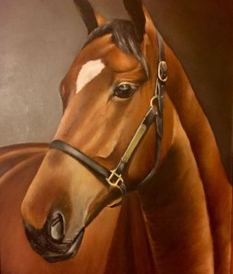 cavallo