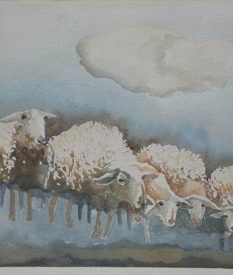 sheep