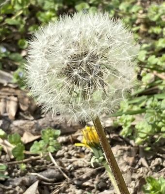 fiore-soffione