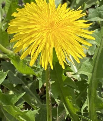 fiore-giallo