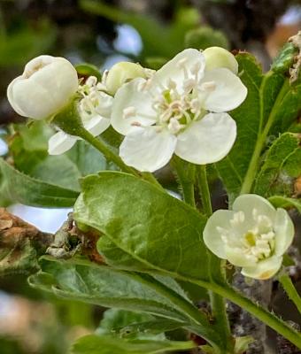fiori