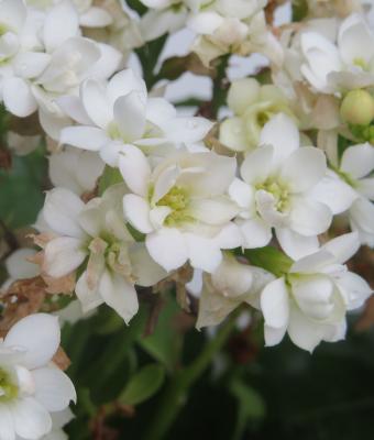 fiori