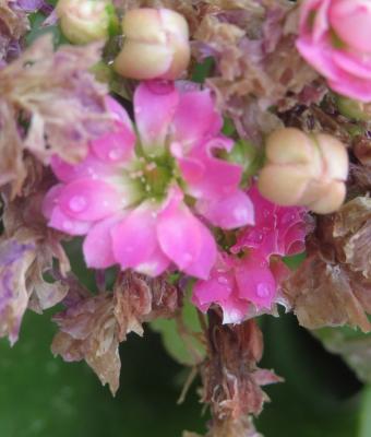 fiori-rosa