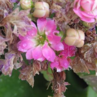 fiori-rosa