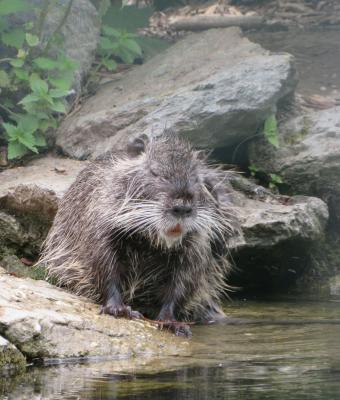 nutria