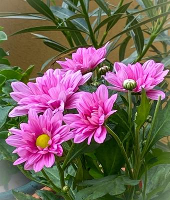 fiori