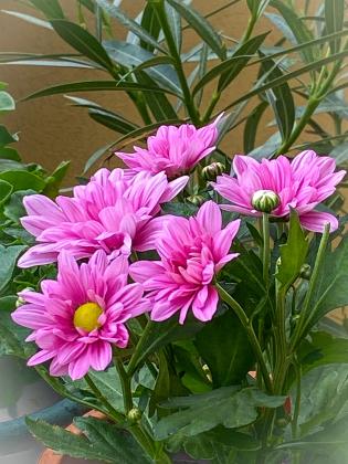 fiori