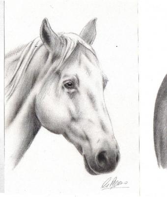 tre-disegni-di-cavalli