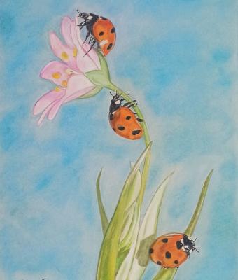 coccinelle