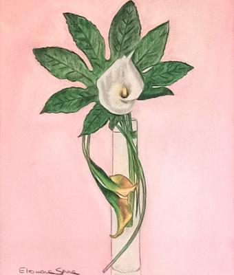 calla