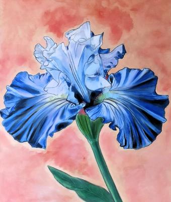 viola-iris