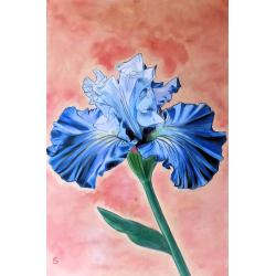 viola-iris