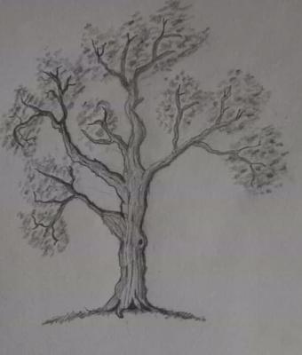 albero-1