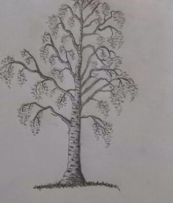 alberi-2
