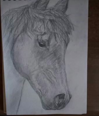il-cavallo