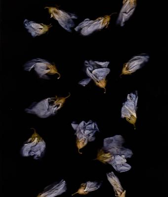 chaotic-cohesion