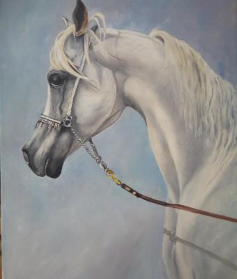 cavallo-arabo