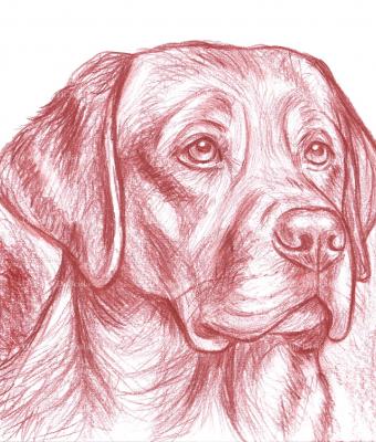 ritratto-labrador-retriever-ma