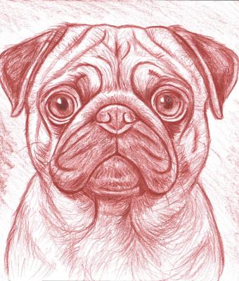 ritratto-cane-carlino-matita-s