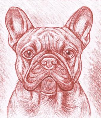 ritratto-bulldog-francese-mati