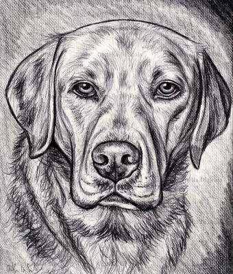 ritratto-a-matita-labrador-ret