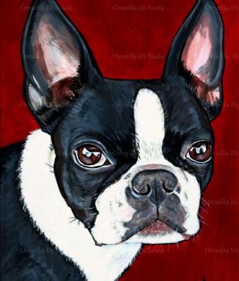 ritratto-boston-terrier