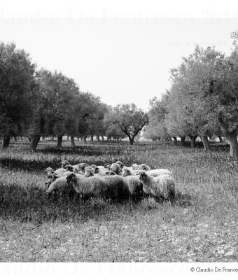 pastorale-valle-d-itria