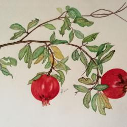 punica-granatum-frutto-di-fine-estate