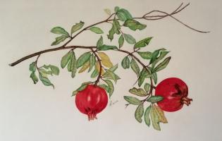 punica-granatum-frutto-di-fine