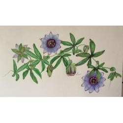 viola-passiflora
