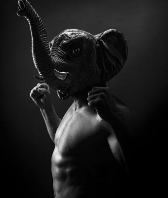 elefante