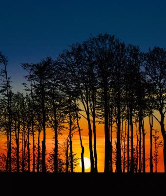 silhouette-della-pineta
