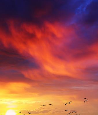ali-al-tramonto