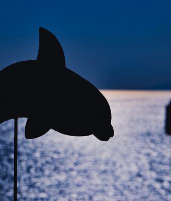 il-delfino-blu