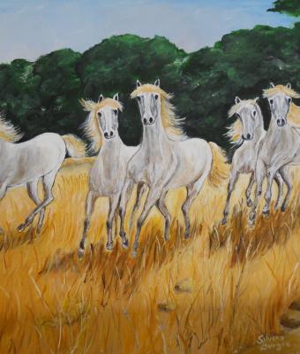 cavalli-al-galoppo