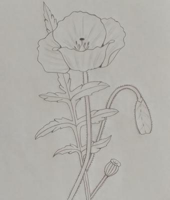 papavero