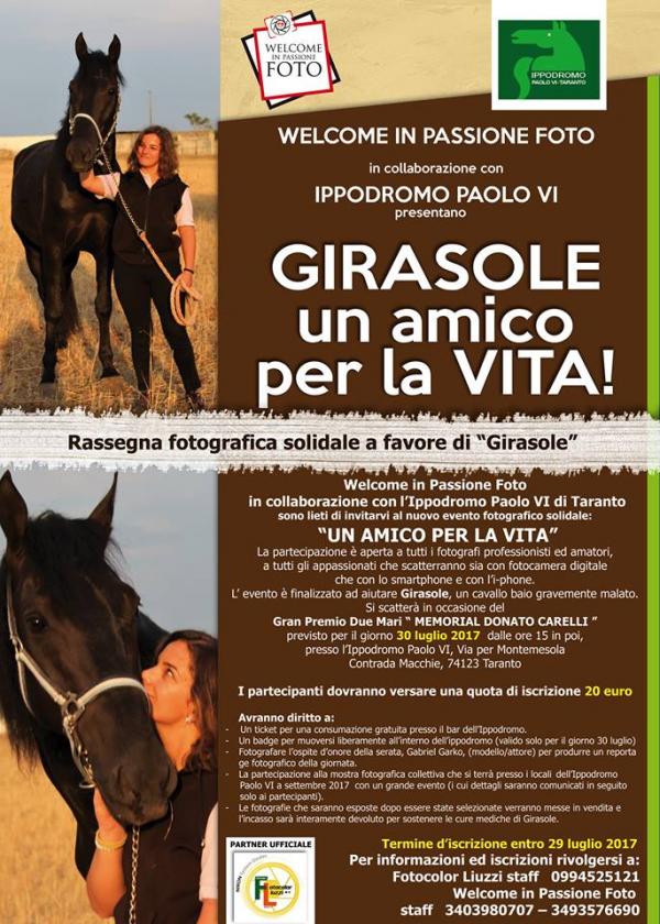girasole-un-amico-per-la-vita girasole-un-amico-per-la-vita