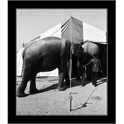 circo-1981