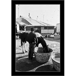 circo-1981