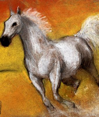 cavallo-arabo