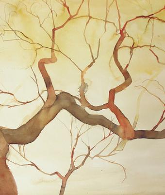 albero