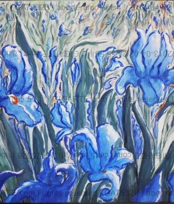 iris4