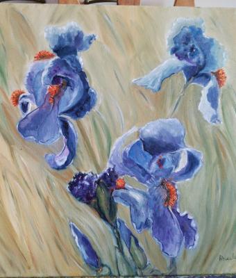 iris-nel-campo