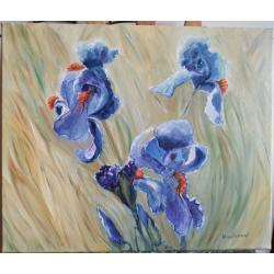 iris-nel-campo