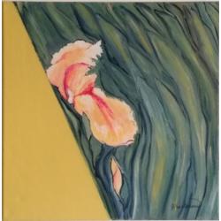 iris-rosa