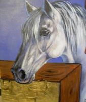 cavallo