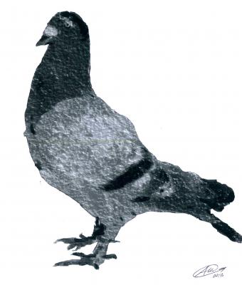 piccione